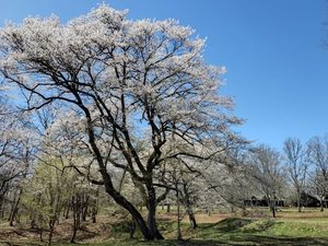 花咲ジィバァの会と守る！『野生桜の里』景観保全のお手伝い