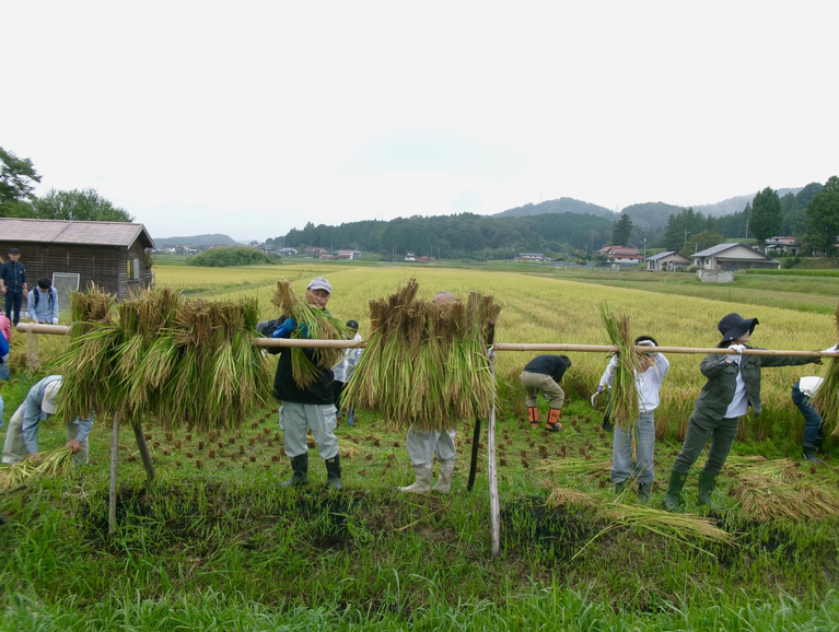 【活動報告】山内自治振興区で収穫イベントの運営サポートのお手伝い！を実施しました。